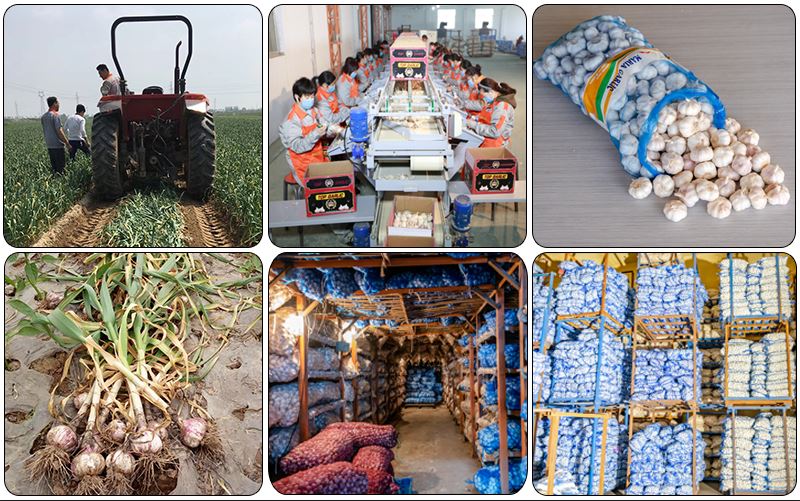 کارخانه سیر 1